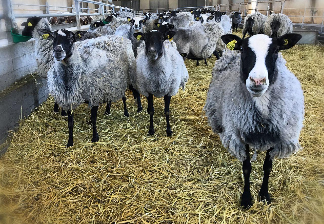 شرکت نواندیش البرز تولیدکننده اولین گوسفندهای چندقلوزا و بی دنبه در کشور/  آمیخته گری با نژاد 