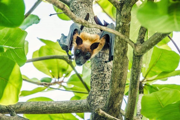 روند رو به انقراض خفاش میوه خوار پس از کشتار جمعی 50000 این پرنده///////////تولیدی