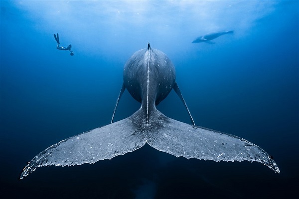 12 عکس خیره کننده از زندگی زیر آب + عکس/////////////98