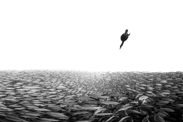 12 عکس خیره کننده از زندگی زیر آب + عکس/////////////98