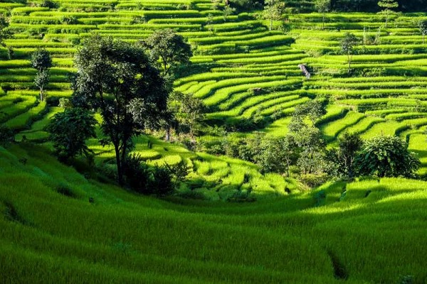 زیباترین مزارع برنج در آسیا + تصاویر/////تولیدی
