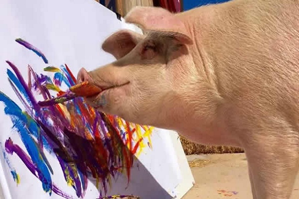 خوکی که نقاشی می کند 