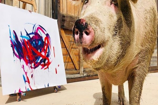 خوکی که نقاشی می کند 