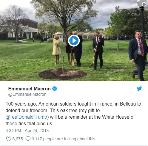 درخت اهدایی دولت فرانسه به آمریکا ناپدید شد