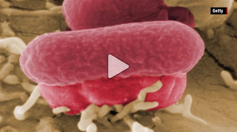 5 مرگ، 197 بیماری در پی شیوع ویروس ای کولای (E. coli) در ارتباط با کاهو در آمریکا
