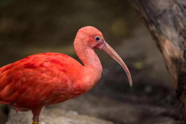 تصاویر زیبایی از پرندگان در سراسر دنیا