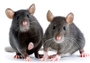 دعوای دیدنی موش‌ها بر سر غذا + فیلم