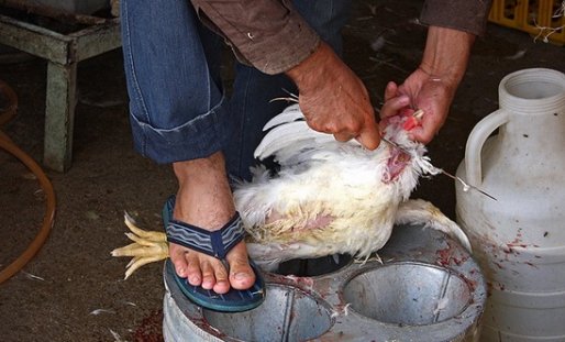 فروش مرغ زنده و جوجه های رنگی در کرج با وجود ممنوعیت عرضه /طیور البرز و2 استان همجوار واکسینه می شوند