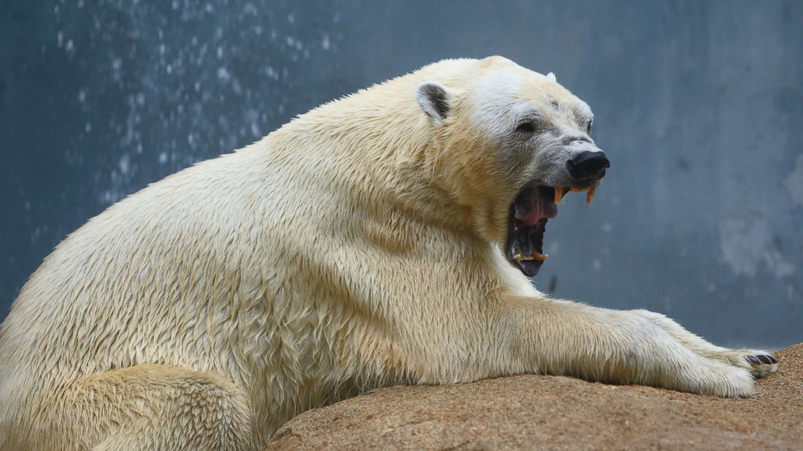 مرگ مرد کانادایی برای نجات کودکانش از شر خرس قطبی + فیلم