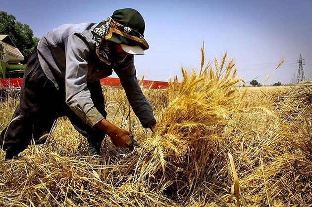 70 درصد محصولات مزارع گندم و کلزا در البرز برداشت شد/ تغذیه و آبیاری مناسب، آفات اراضی استان را کنترل کرد