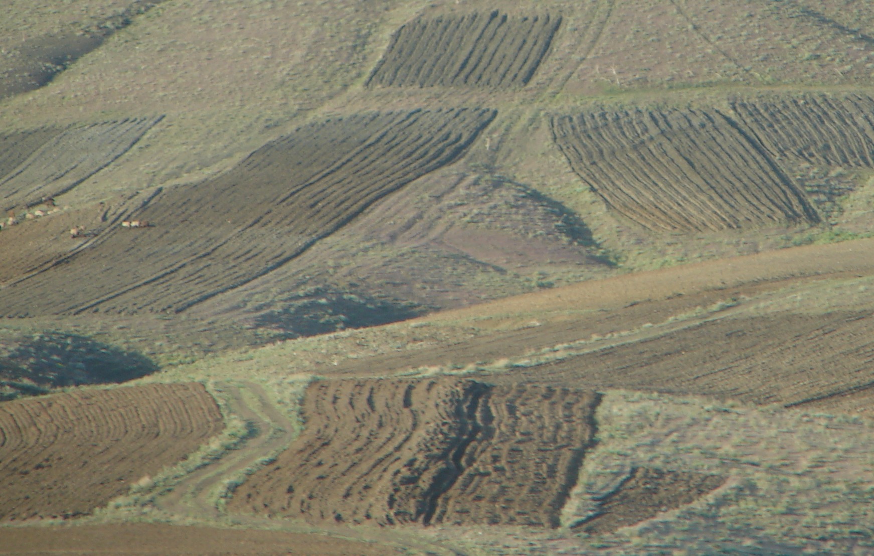 آغاز طرح تهیه نقشه کاداستر 3 هزار و 800 هکتار اراضی کشاورزی کرج/ البرز دارای 75 هزار هکتار اراضی زراعی و باغی دارد
