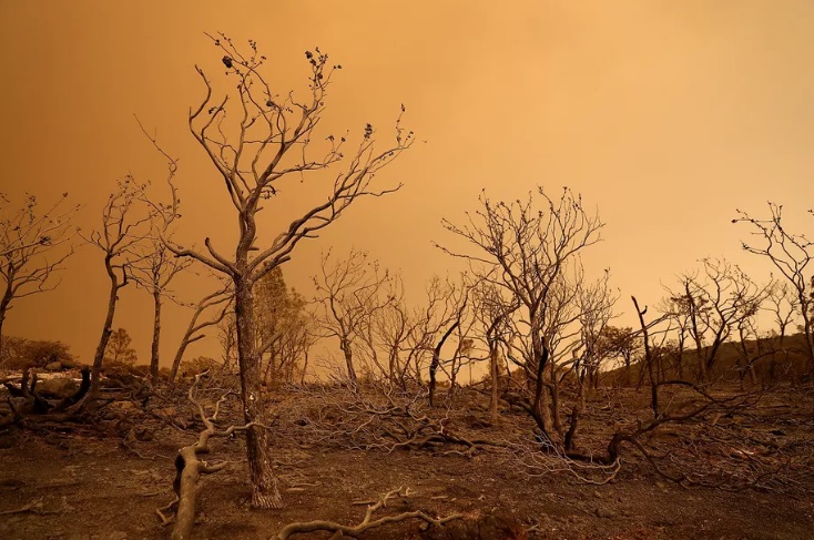 129 میلیون درخت مرده در کالیفرنیا و خطر آتش سوزی های بزرگ