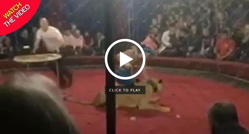 حمله ناگهانی شیر به دختر ۴ ساله در سیرک! +فیلم