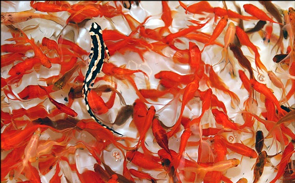 ممنوعیت فروش مار آبی، سمندر و لاک پشت توسط فروشندگان ماهی قرمز در البرز/ در سال 98 تجارت 5 گونه وحشی در کرج توقیف شد