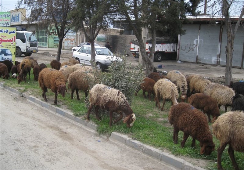 زمینی که به جای بیمارستان محل چرای دام شد!/ شهرداری منطقه 8 کرج بساط گوسفندان را جمع کرد