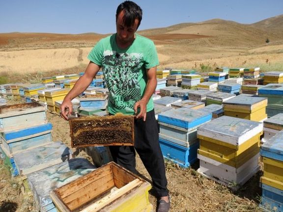 ممنوعیت ورود زنبورستان‌ های فاقد مجوز کوچ به کرج