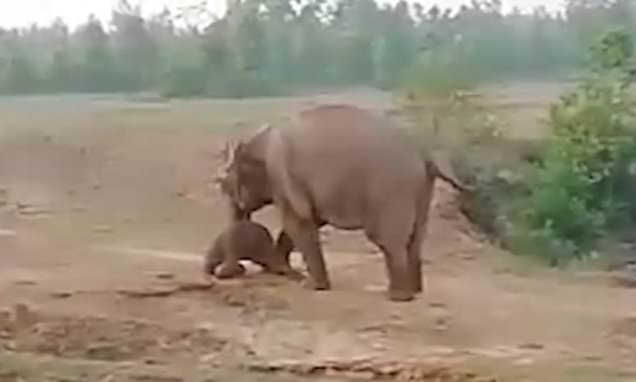 فیل آزاری چند جوان خام فاجعه آفرید! +فیلم