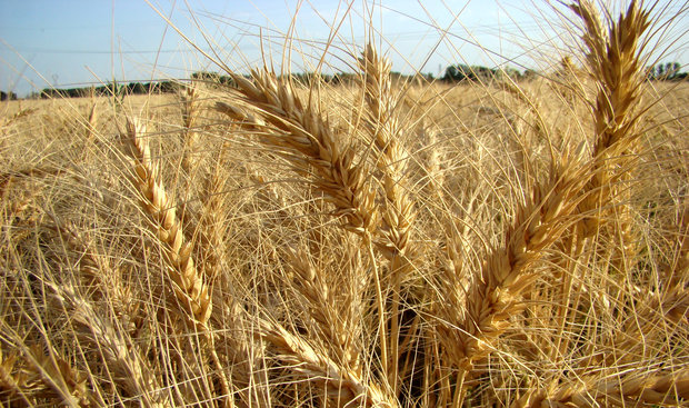 پیش‌ بینی برداشت 65 هزار تن گندم از مزارع البرز