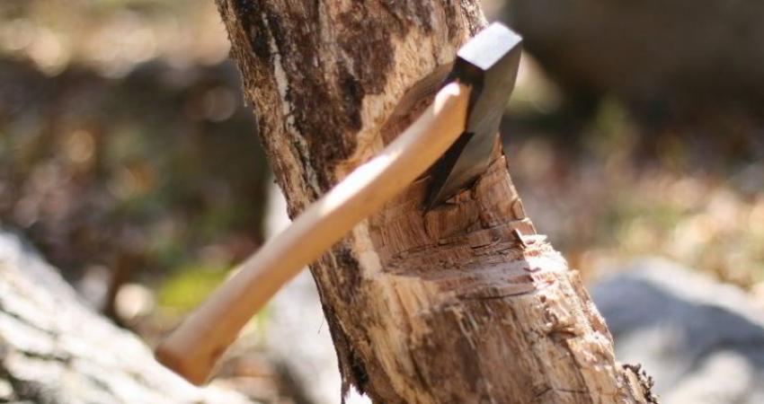 مجازات حبس و جریمه یک میلیون تومانی برای قطع بی مجوز درختان در کرج
