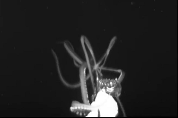 موجودی شبیه به کابوس/ ماهی مرکب عظیم الجثه در خلیج مکزیک + عکس