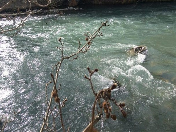 هشدار آب منطقه ای البرز به شنا در رودخانه کرج