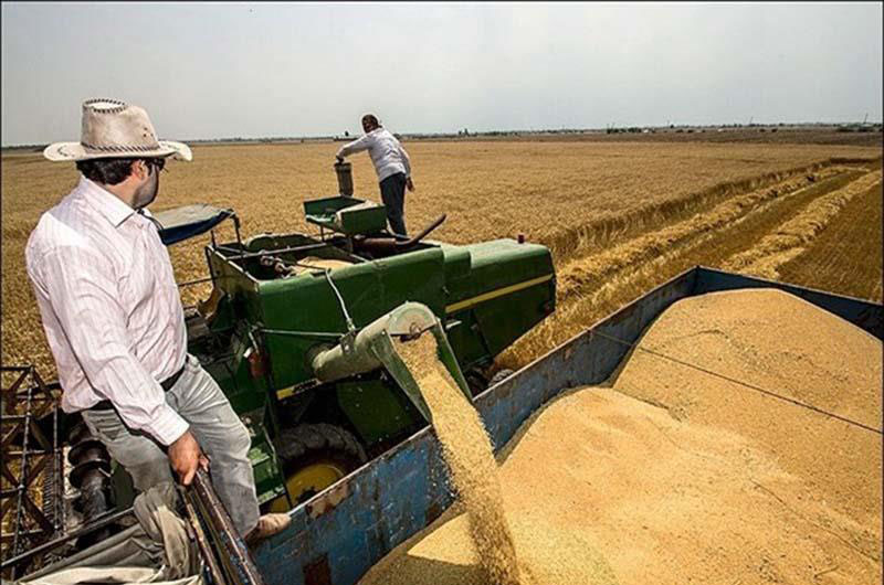 برداشت بیش از۴۰۰۰ تن گندم از اراضی کشاورزی کرج