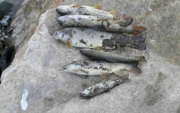 مرگ ماهی های قزل آلا با ورود سیمان پل آزاد راه تهران - شمال به رودخانه/ محیط زیست البرز دستور پیگیری کارشناسی را صادر کرد
