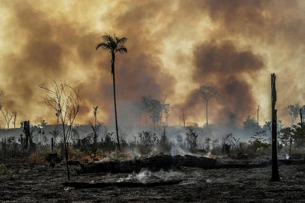 مدافعان برزیلی جنگل ها قربانی جنگل زدایی شبکه های جنایتکار می شوند/ خشونت و ارعاب، تعهدات تغییرات آب و هوایی را به خطر می اندازد
