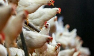 تائید ماجرای مرغ‌ های معتاد به تریاک توسط دامپزشکی کشور