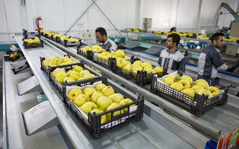 صادرات ۱۱۲ هزار تن محصولات کشاورزی از البرز