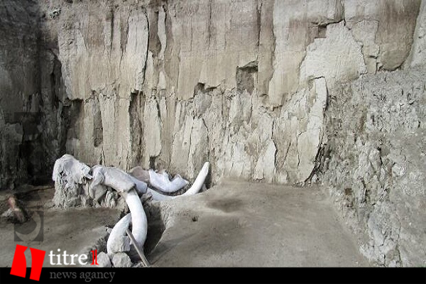 کشف تله های پر از استخوان های ماموت پشمی در مکزیک + تصاویر