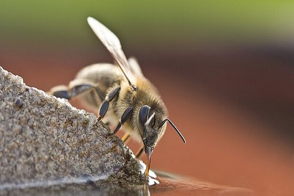 ویدئویی جالب از حرکت زنبور به هنگام افتادن در آب