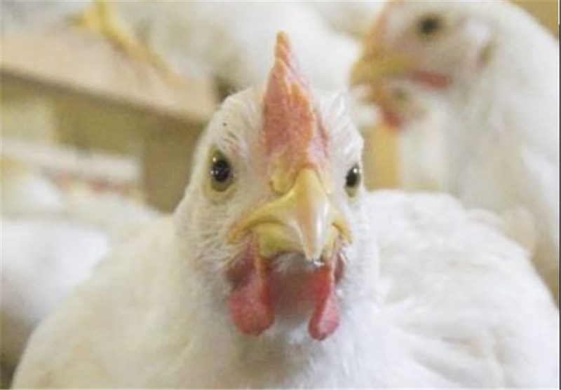 کاهش قیمت مرغ به ۱۲ هزار تومان/ مرغ مازاد داریم، دولت واردات نکند
