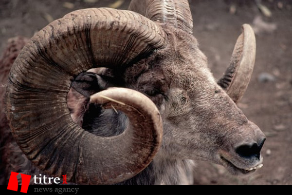 دونالد ترامپ جونیور، گوسفندان نادر در معرض خطر مغولستان را کشت