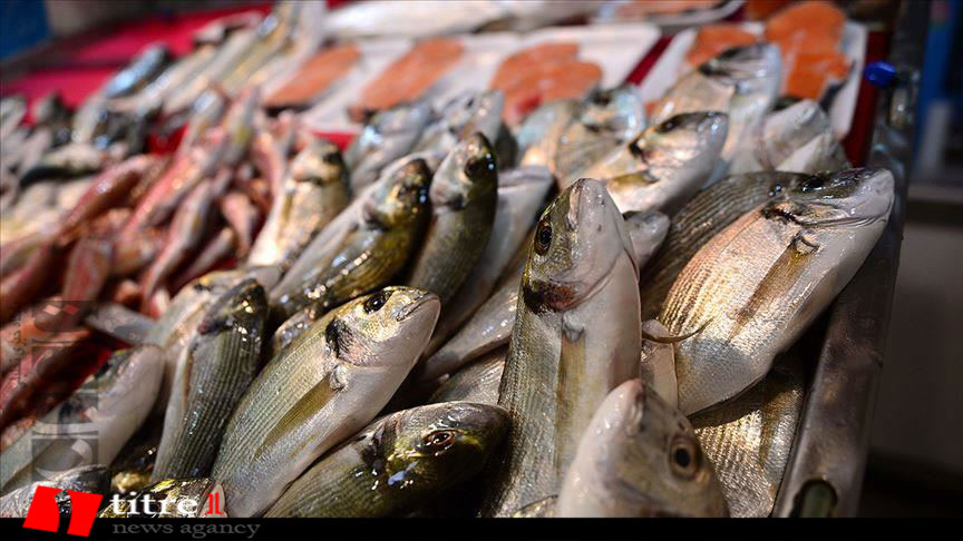 اصلاح نژاد ماهی قزل آلا، نسخه شفابخش صنعت شیلات/ توانایی ایران در تولید 1 میلیون تن ماهی در قفس