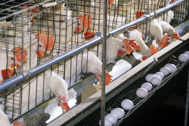 مرغ لاین ایران در انحصار 2 شرکت انگلیسی/پاشنه تولید روی امنیت غذایی نمی چرخد!/آوار رشد قیمت جهانی غلات و افت 40 درصدی مصرف مرغ بر سر تولیدکنندگان