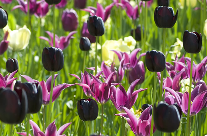 رکود صنعت گل اروپا به دلیل کرونا واردات لاله سیاه را ممنوع کرد/ قشم میزبان پارک کاکتوس البرز می شود