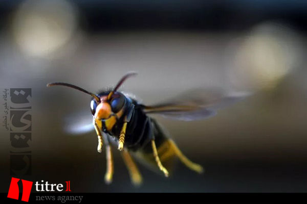 شکار زنبور سرخ غول‌آسای آسیایی توسط آخوندک + فیلم (15+)