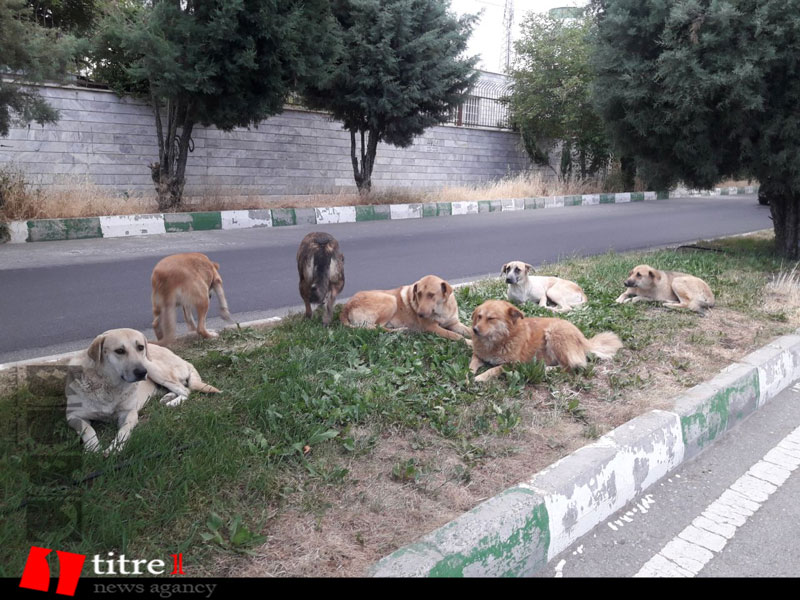 شهرک زارعی؛ یتیمی که صاحب ندارد/ از تجمع سگ های بلاصاحب تا آبیاری فضای سبز با آب شرب! + تصاویر