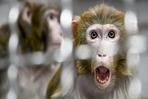 آلودگی میمون ها به کروناویروس جدید و ایمنی کوتاه مدت