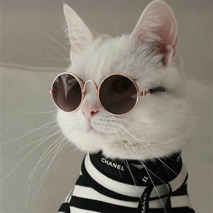 نسخه های خنده دار گربه ای از فیلم‌سازان مشهور + تصاویر