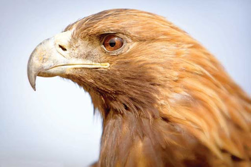 عقاب طلایی؛ نماد جانوری البرز زیر تیغ انقراض/ گونه پلنگ در معرض تهدید است