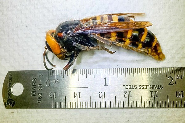 زنبور قاتل، کابوس جدید در آمریکا/ تصویر اولین زنبور سرخ در ایالت واشنگتن