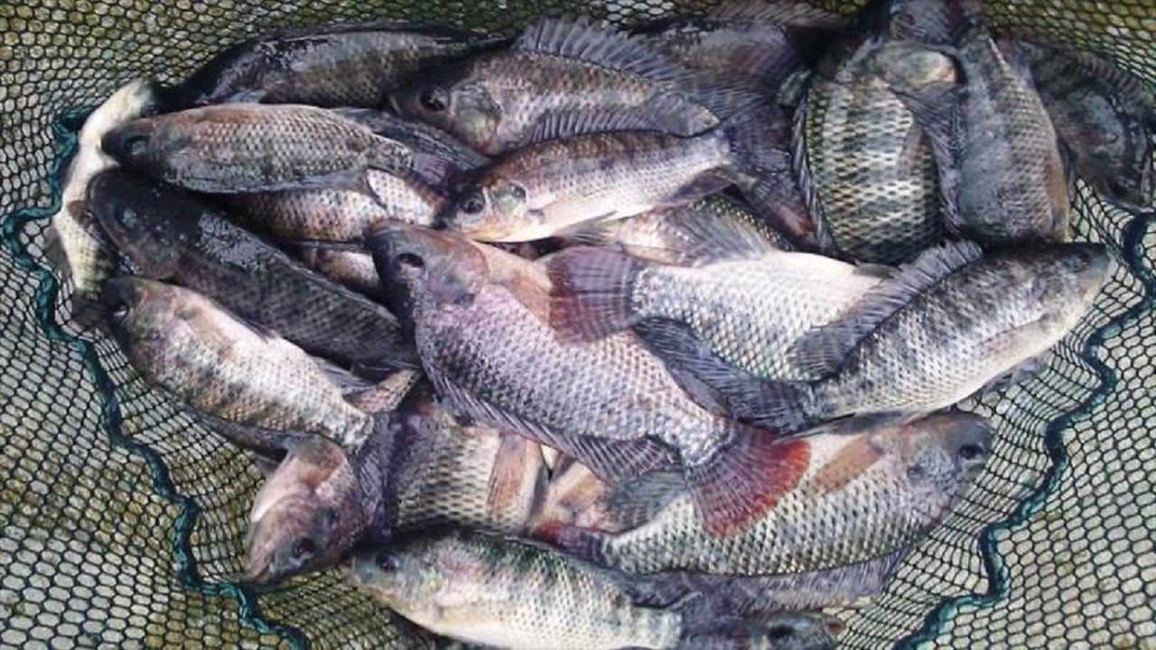 رقابت قزل‌آلای ایرانی با تیلاپیای وارداتی/ آخرین وضعیت تولید ماهی تیلاپیا در کشور