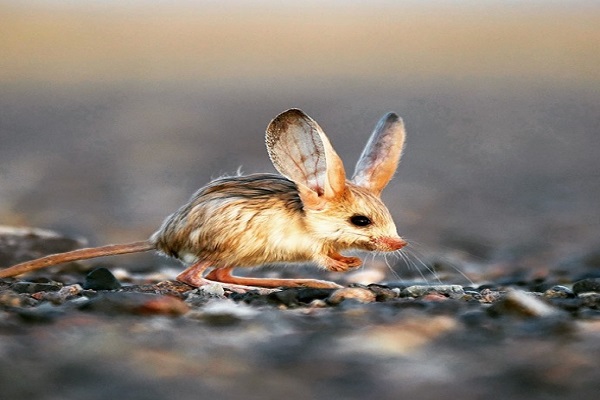 حیوان مینیاتوری؛ مخلوط از موش، خرگوش، خوک و کانگورو! + تصاویر