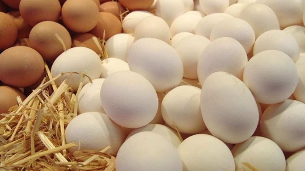 دولت مقصر اصلی عدم تامین کامل نهاده دام و جهش تورمی تخم مرغ/ بازار آزاد 60 درصدی سویا، تولید کننده ها را گرفتار کرد