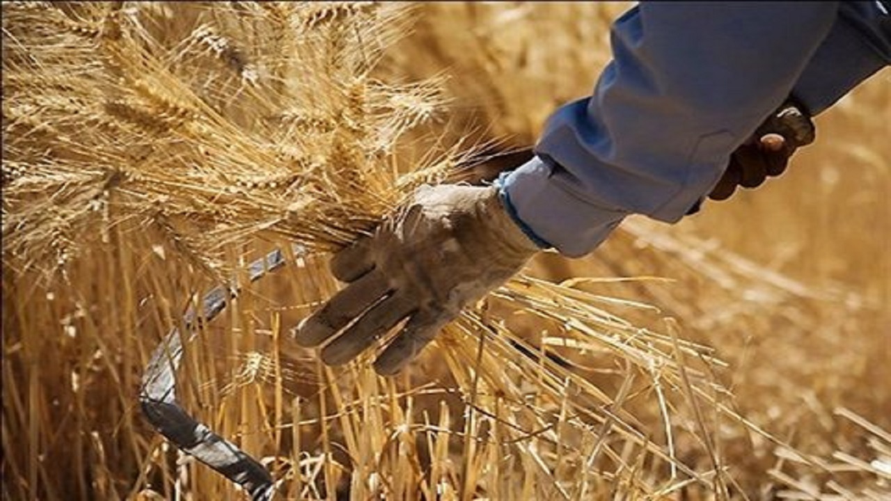 کاشت 2 هزار تن گندم تولیدی نظرآباد در 14 استان کشور/ بذرهای گواهی شده؛ عملکرد در سطح را 10 درصد افزایش داد