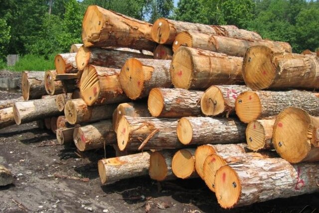 ۱۰۰ هزار اصله نهال برای زراعت چوب در کرج تولید شد