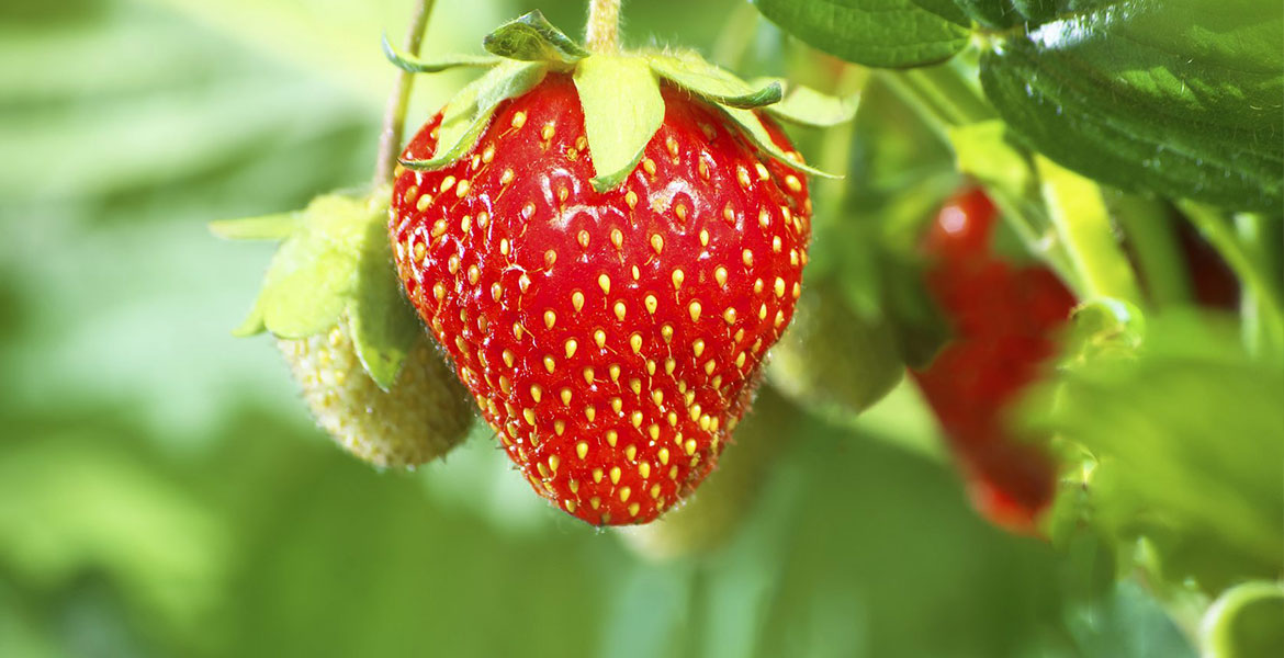 البرز؛ استانی که قطب تولید توت فرنگی گلخانه ‌ای در کشور است/ ۲۳۰ واحد تولیدی ۱۷۰تن توت فرنگی صادر کردند