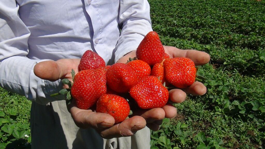 البرز؛ استانی که قطب تولید توت فرنگی گلخانه ‌ای در کشور است/ ۲۳۰ واحد تولیدی ۱۷۰تن توت فرنگی صادر کردند